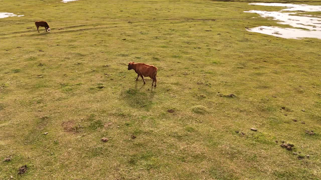 奶牛鸟瞰图视频素材