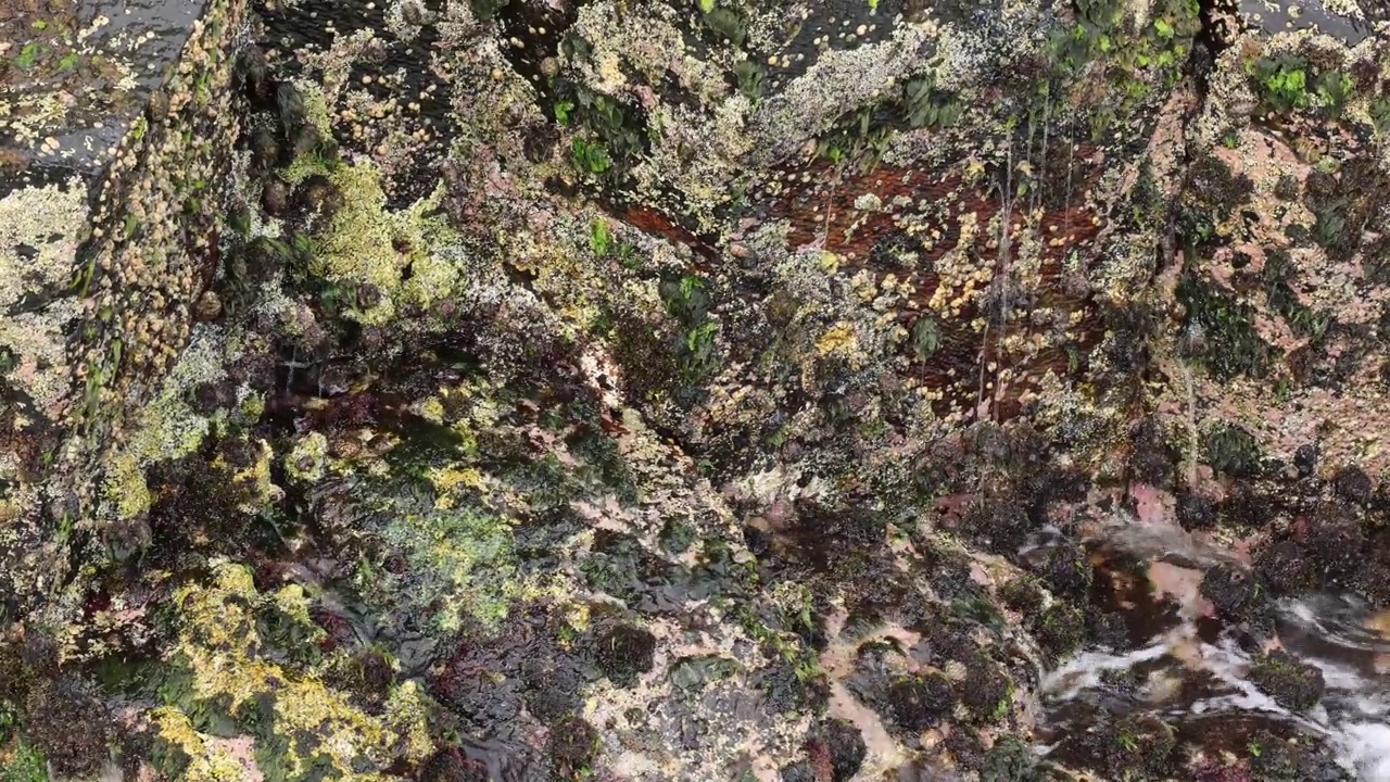 流经岩石的森林溪流视频素材