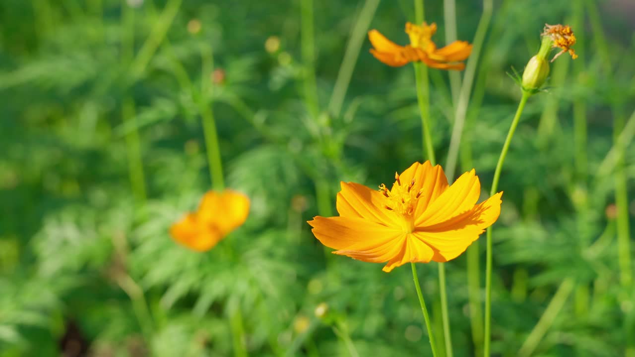 人们认为，宇宙是年轻女性的和平、安宁、决心和纯洁之花。花园背景概念视频素材