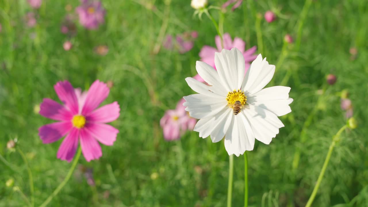 人们相信宇宙是和平、安宁、决心之花，小蜜蜂正在飞着采集花上的花粉。视频下载