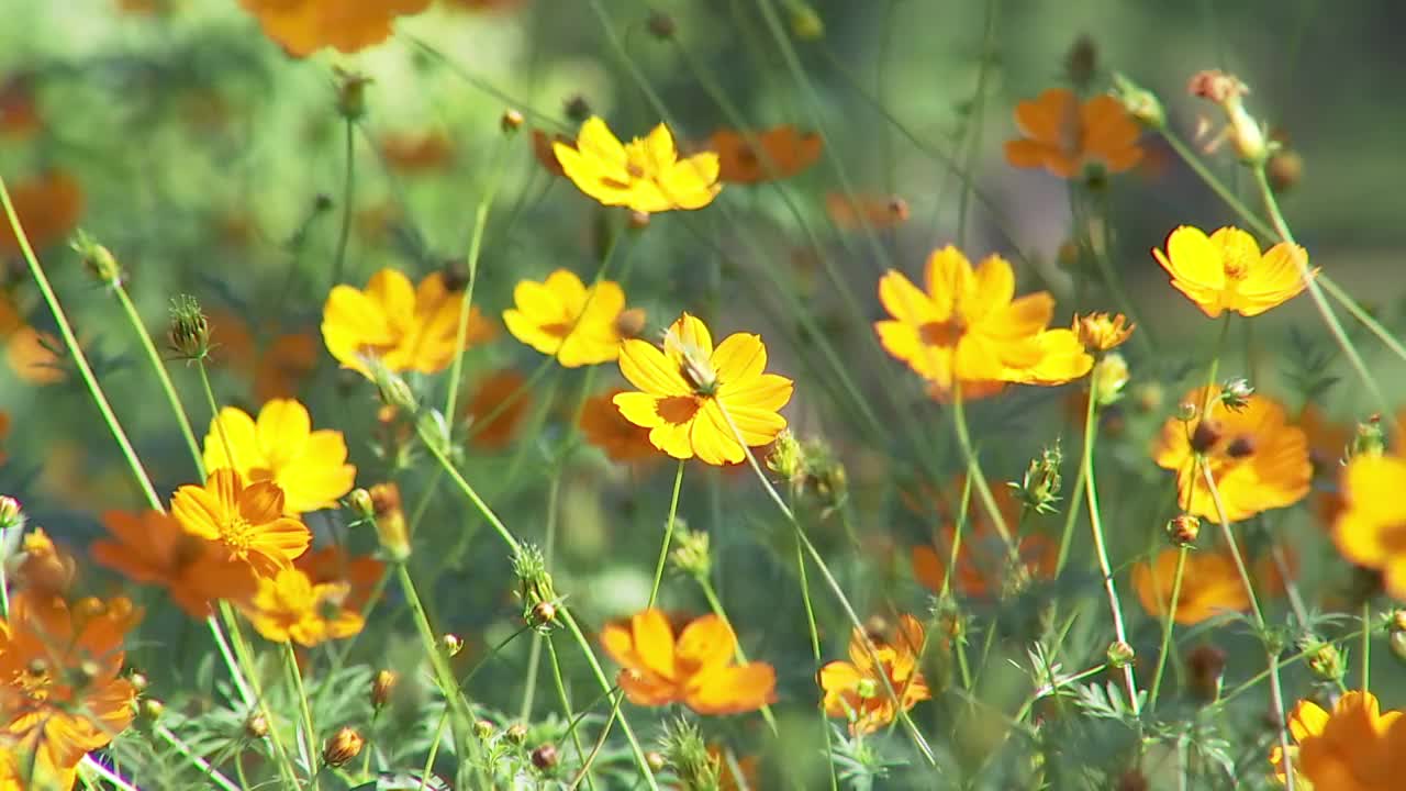 人们认为，宇宙是年轻女性的和平、安宁、决心和纯洁之花。花园背景概念视频下载