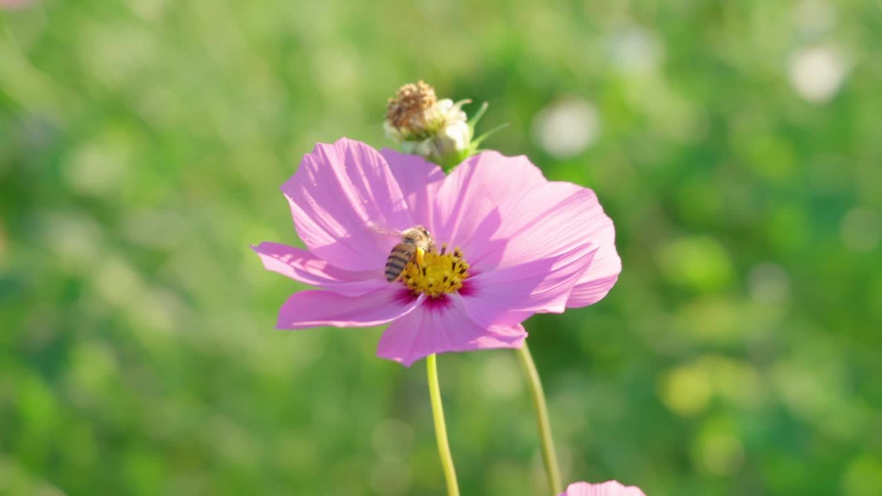 人们相信宇宙是和平、安宁、决心之花，小蜜蜂正在飞着采集花上的花粉。视频下载