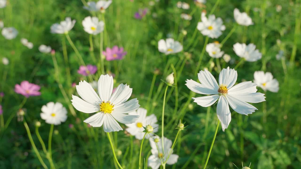 人们相信宇宙是和平、安宁、决心之花，小蜜蜂正在飞着采集花上的花粉。视频素材