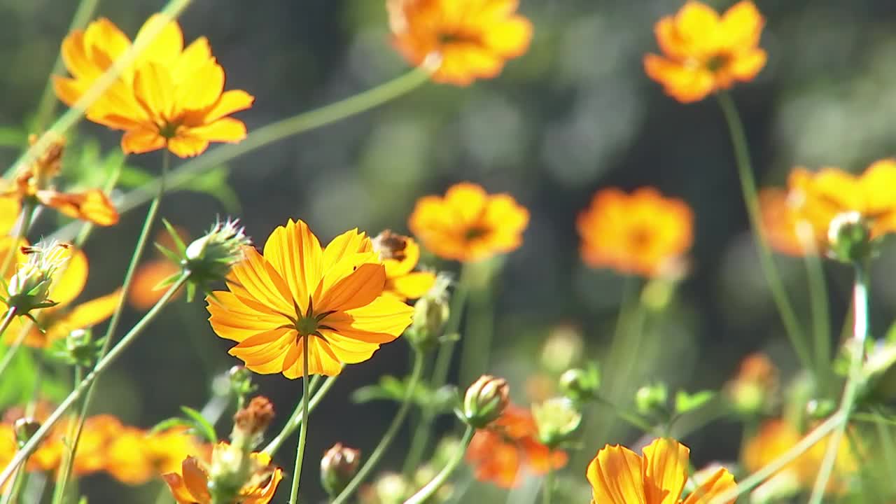 人们认为，宇宙是年轻女性的和平、安宁、决心和纯洁之花。花园背景概念视频素材