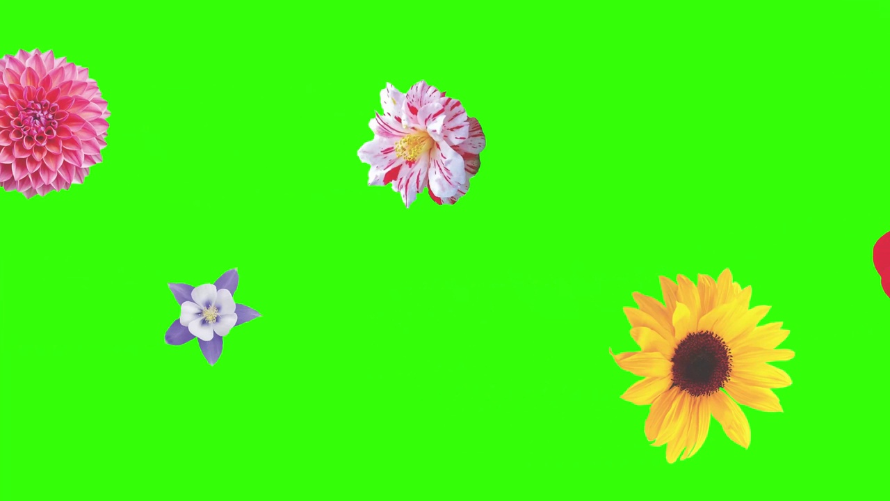 动画的花在绿色的屏幕上，图形源元素视频素材
