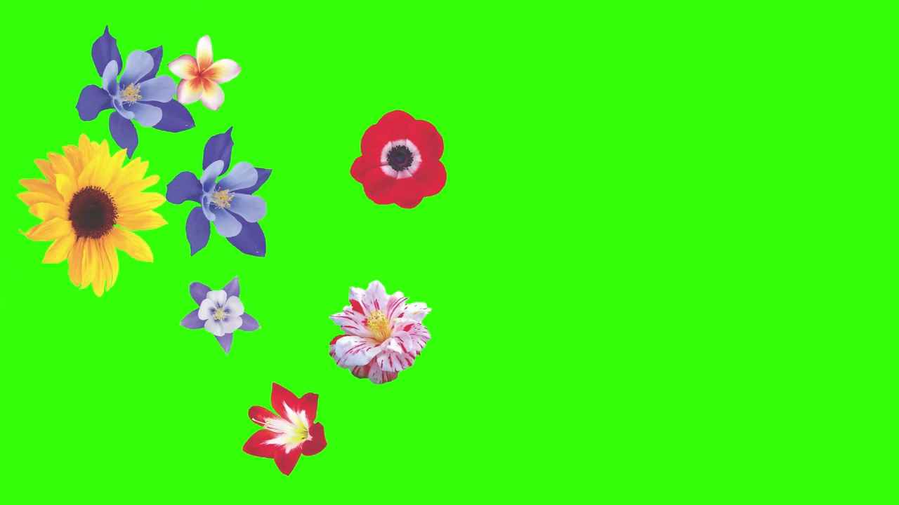动画的花在绿色的屏幕上，图形源元素视频素材