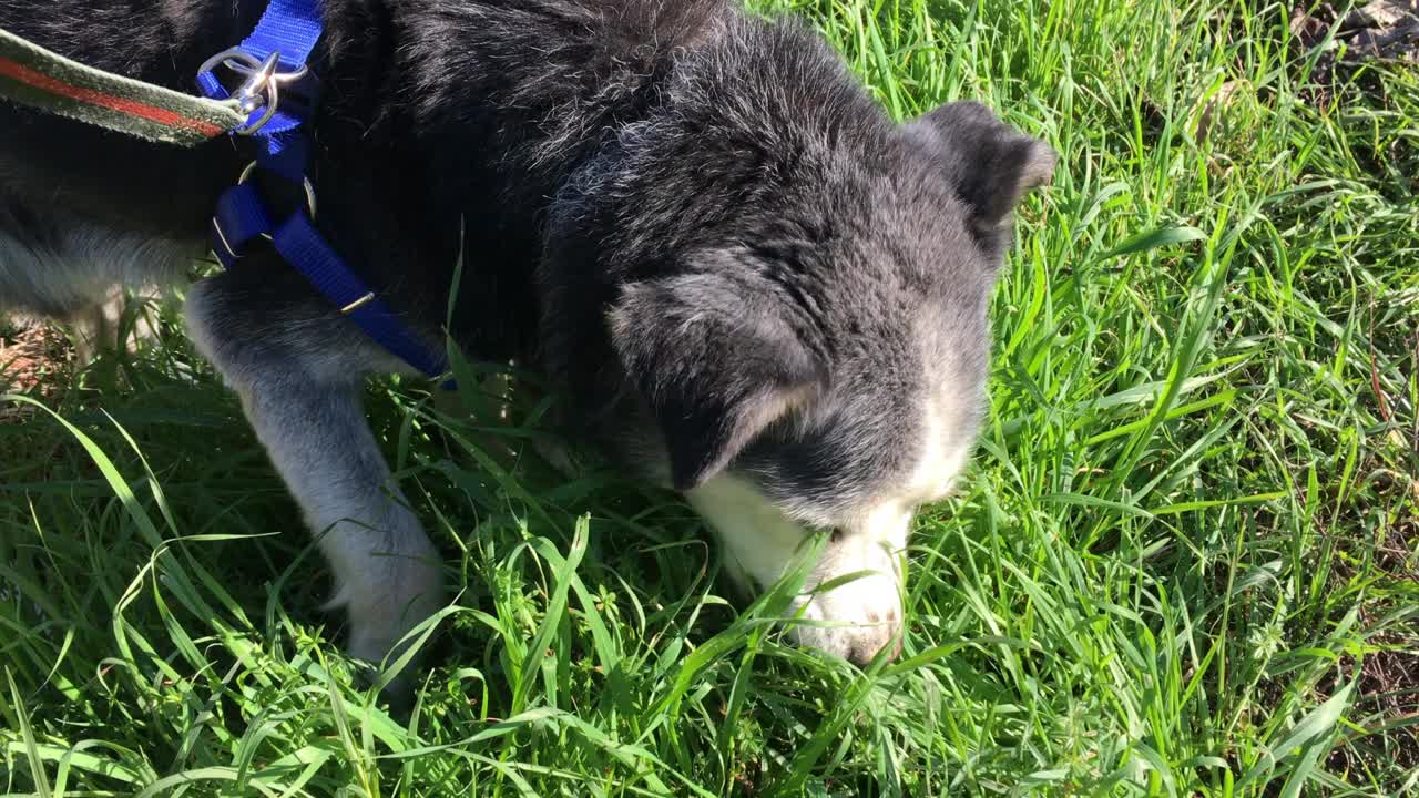 狗在草地上吃草疗伤视频下载