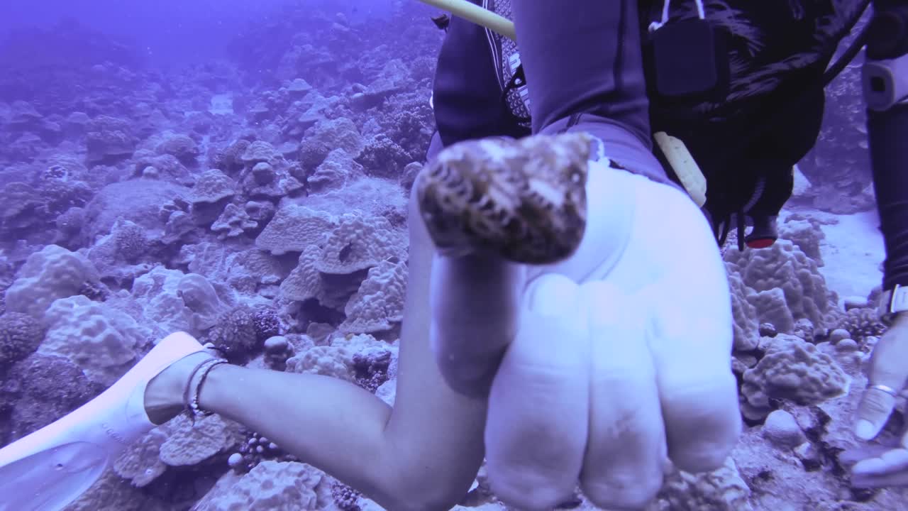 抽象，活的，动物，水，水族馆，水生，背景，美丽，特写，特写，海螺，生物，美味，异国情调，鱼，食物，新鲜，淡水，垃圾，健康，爱好，工业，无脊椎动物，景观，生活，奢侈品，海洋，市场，自然，o视频素材