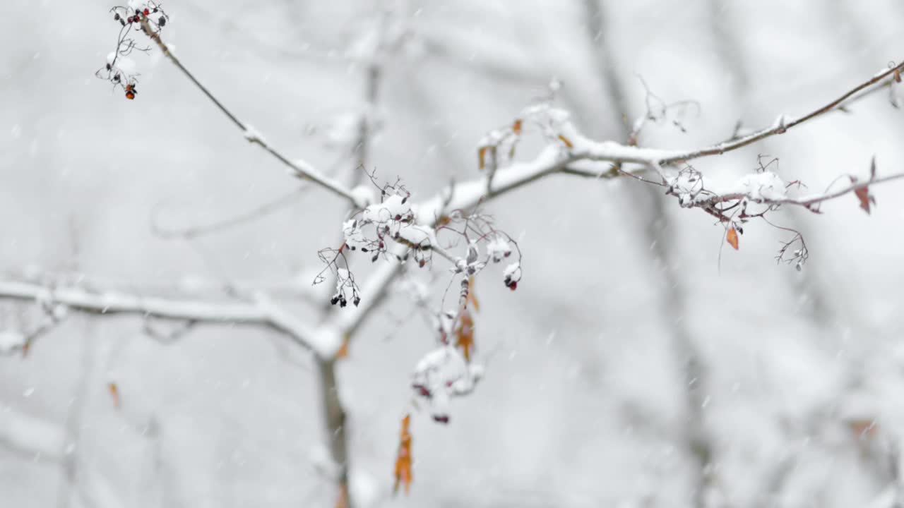 降雪背景下的树枝。片片雪花飘落在冬日的风景中。视频素材