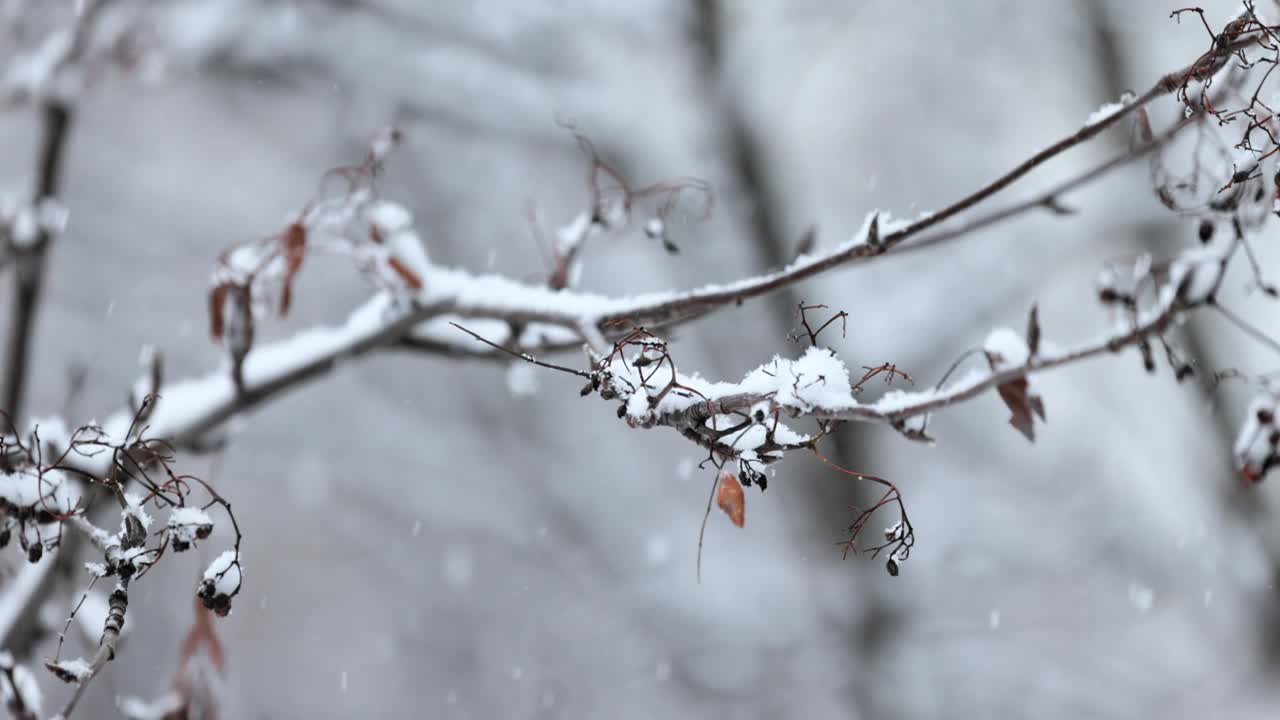 降雪背景下的树枝。片片雪花飘落在冬日的风景中。视频素材