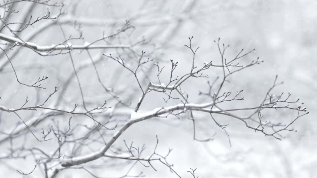 降雪背景下的树枝。片片雪花飘落在冬日的风景中。视频素材