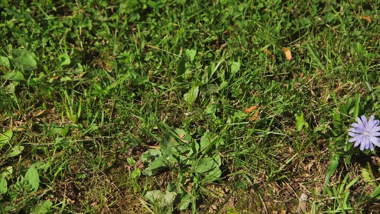 草地上的小蓝花视频素材