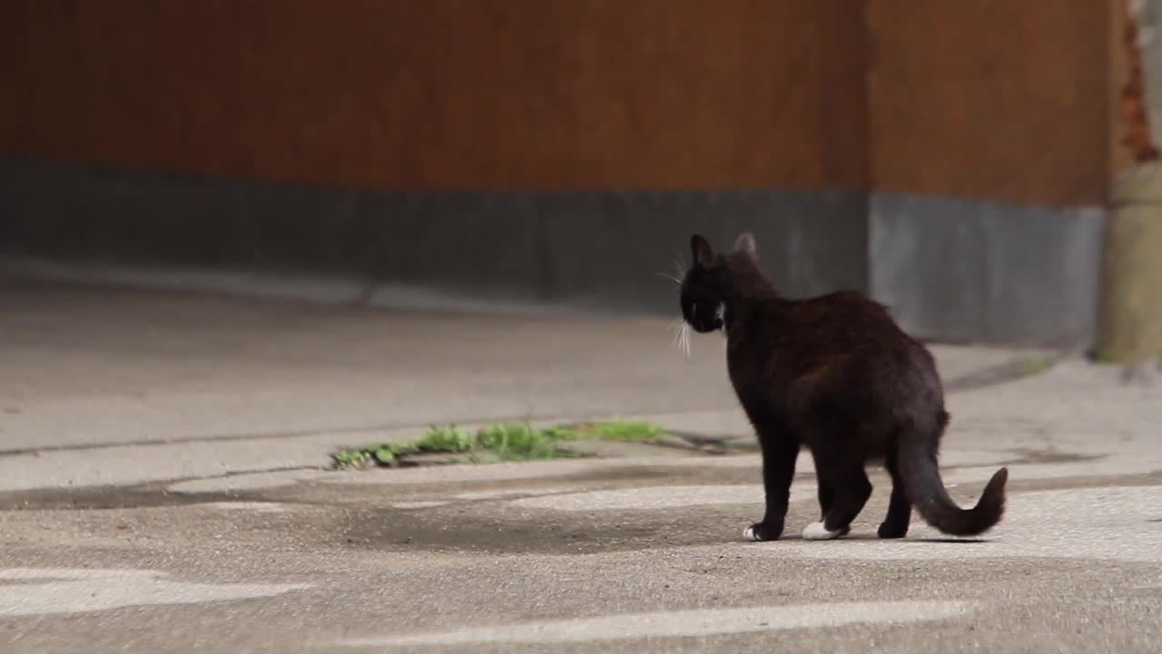 街上有白斑的黑猫视频素材