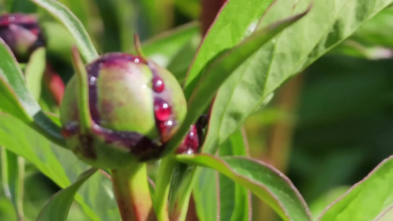 春天花园中牡丹的叶子和嫩芽视频素材