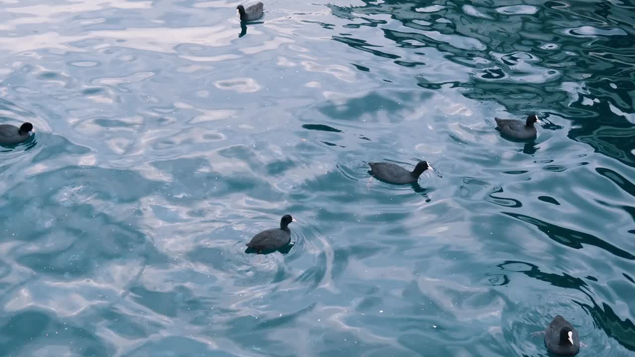 A group of Eurasian coot birds swimming on the water of a sea视频下载