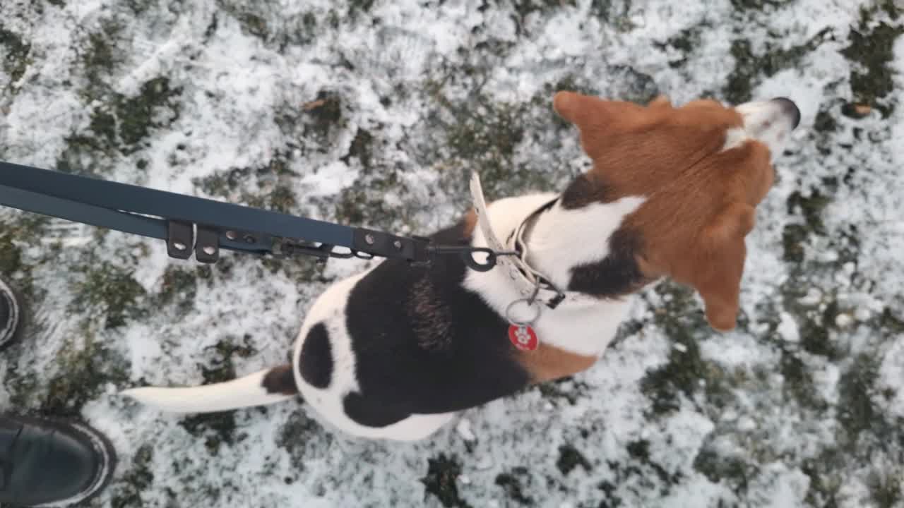 冬天散步的小猎犬。狗和主人在散步。一只听话而有耐心的狗的概念。视频素材