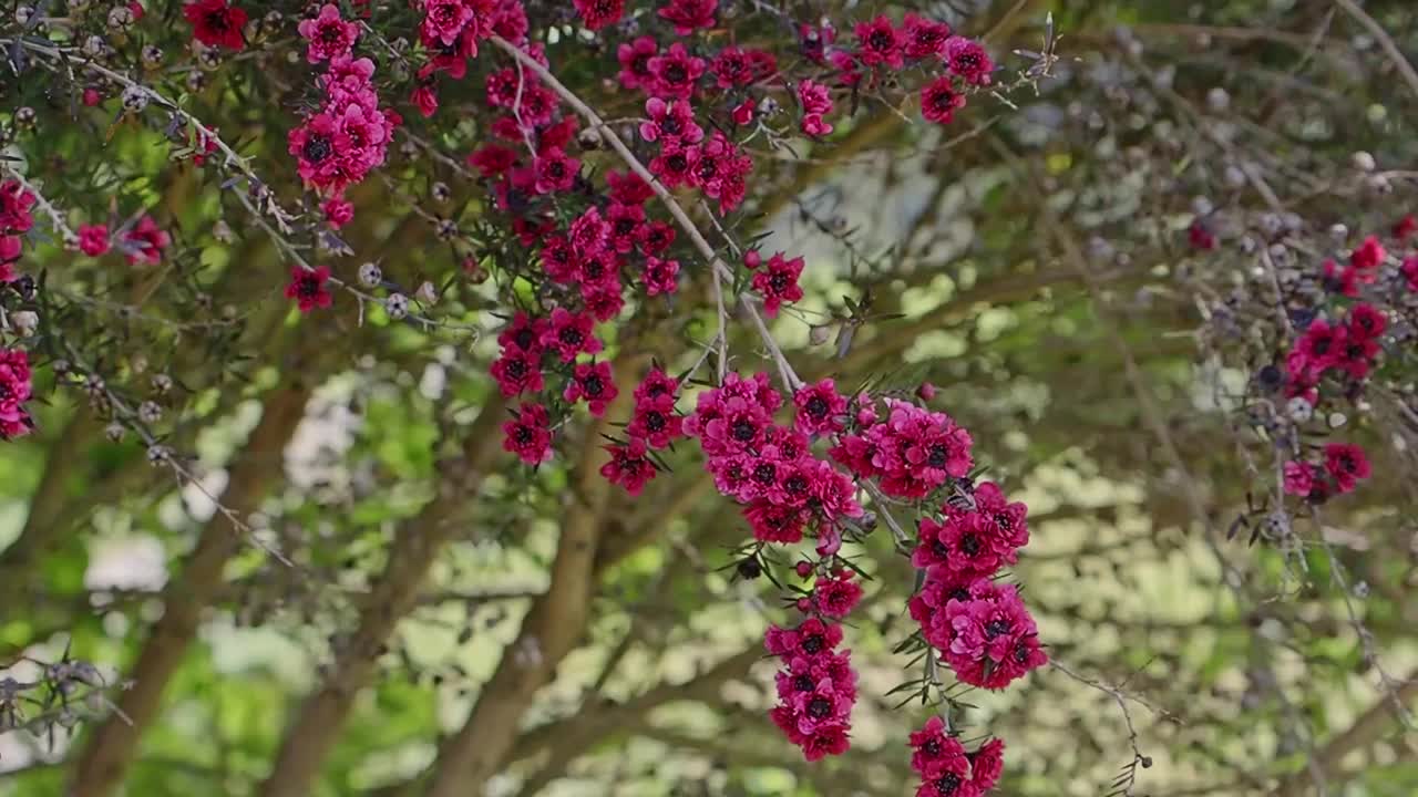 麦卢卡花(Leptospermum scoparium)的选择性聚焦，背景模糊-也称为麦卢卡桃金娘，新西兰茶树，扫帚茶树或茶树视频下载