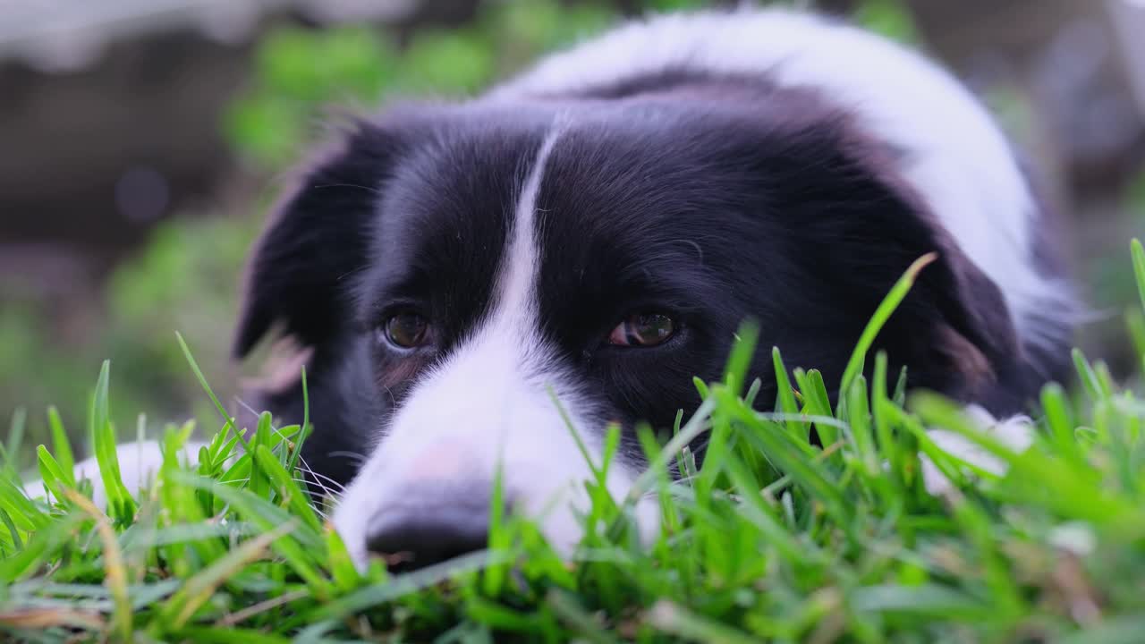 边境牧羊犬小狗。一只狗在公园草地上休息的照片。累狗躺着视频素材