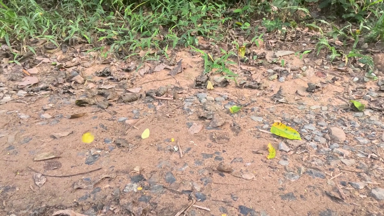 飘动的蝴蝶的脚踏实地的旅程视频素材