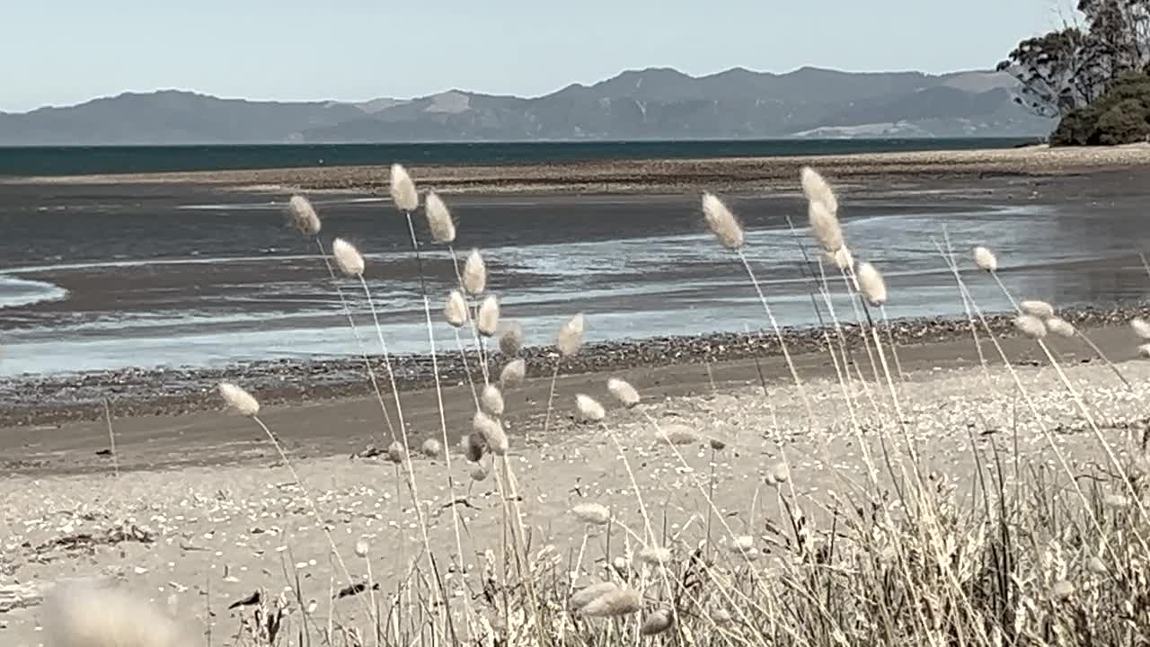 棉尾草(兔尾草或兔尾草)视频素材