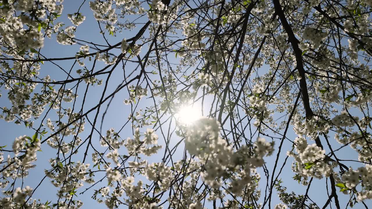 春天的花园，阳光明媚，樱花盛开视频素材