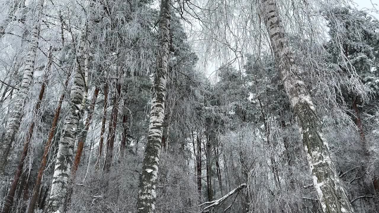 寒冷的冬季森林里结霜的白桦树视频下载
