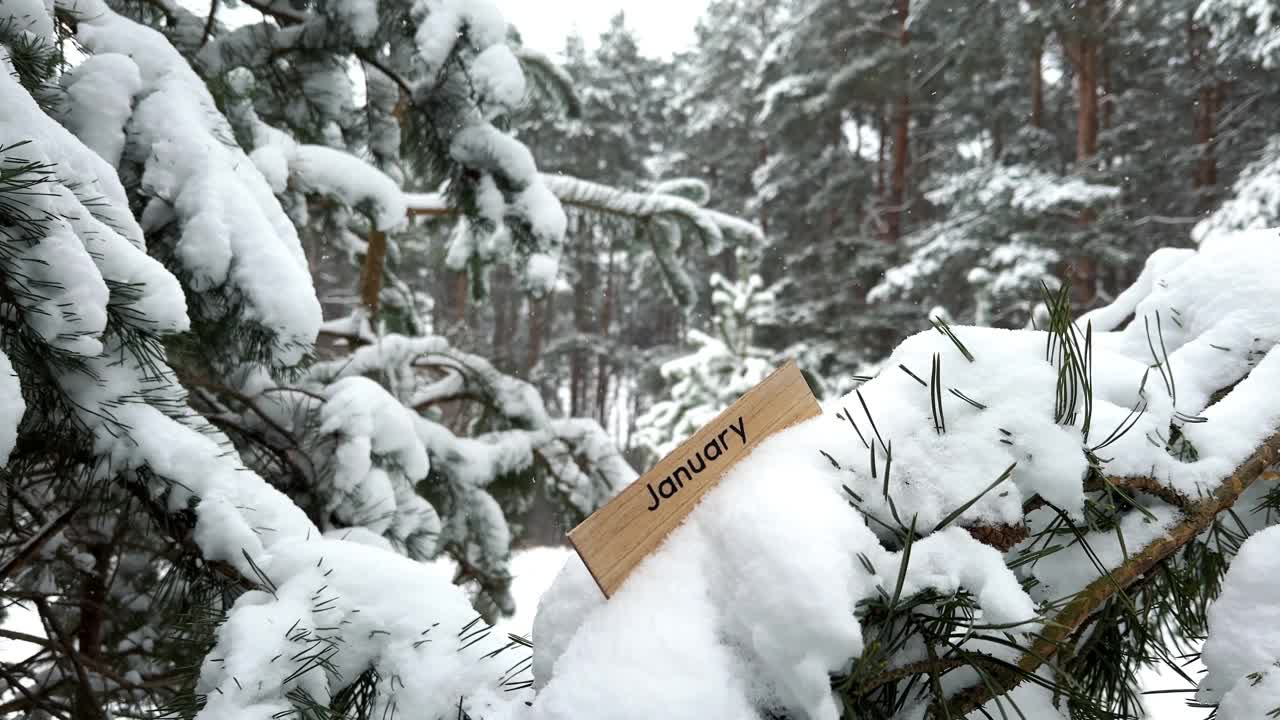 在冬天的森林里，一棵被雪覆盖的松树上挂着一月的木牌视频下载