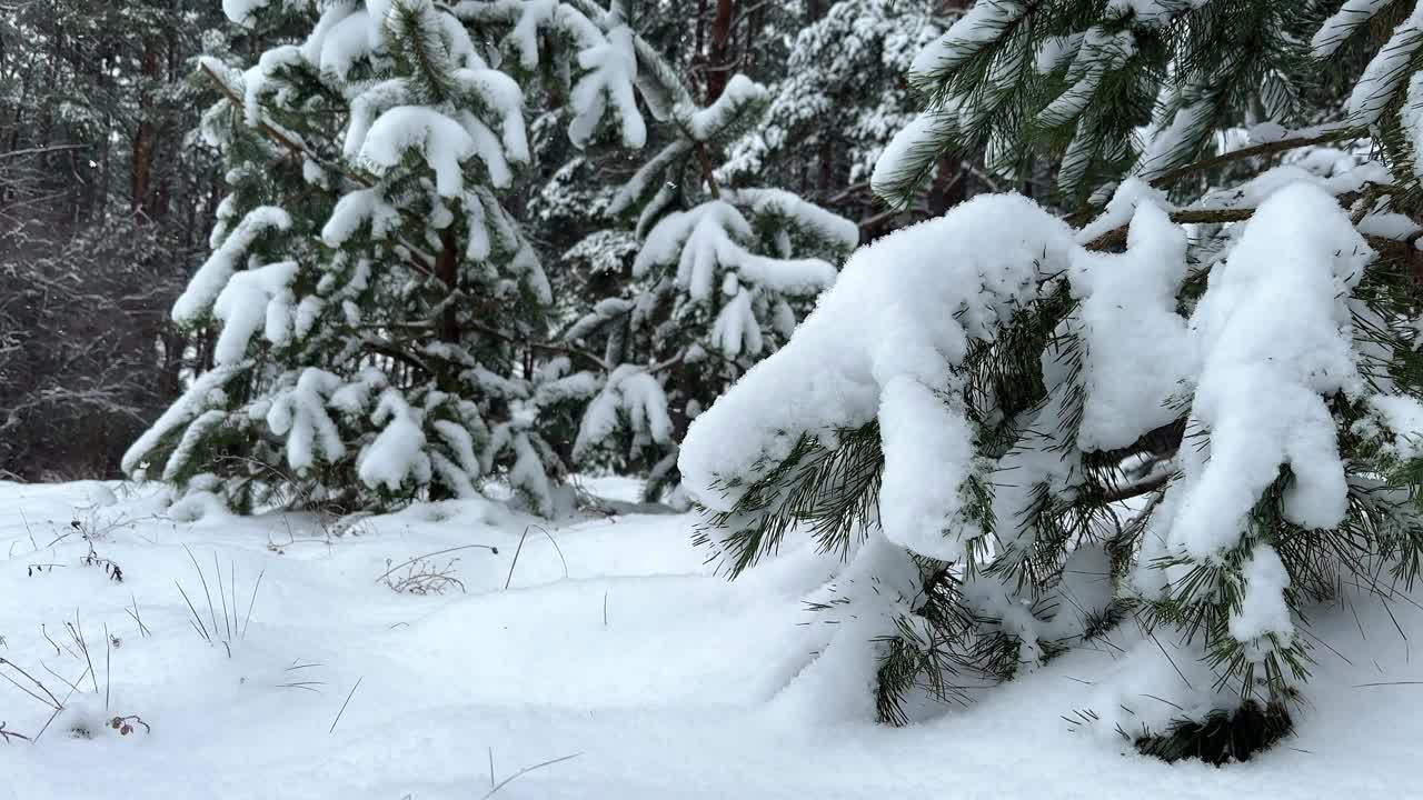 降雪的背景。雪中的松树在美丽的冬季森林里。视频下载