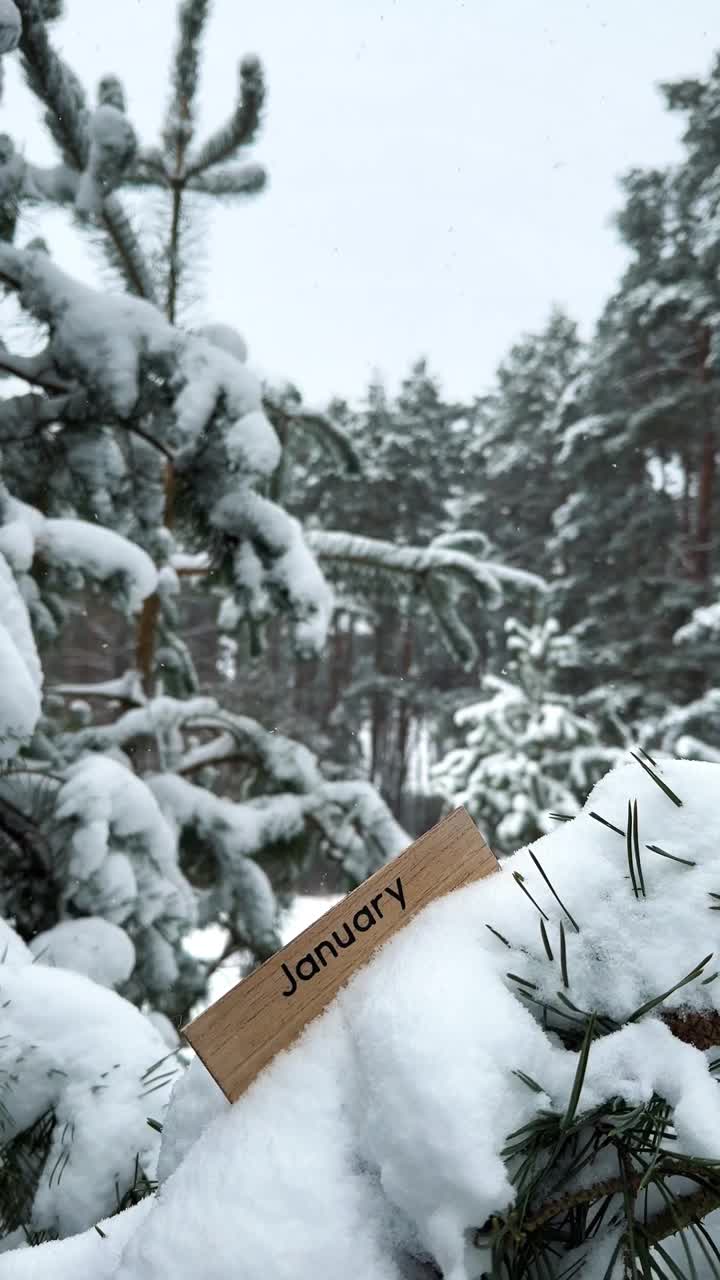 一月的木招牌在松树覆盖在雪在冬季森林垂直视频下载