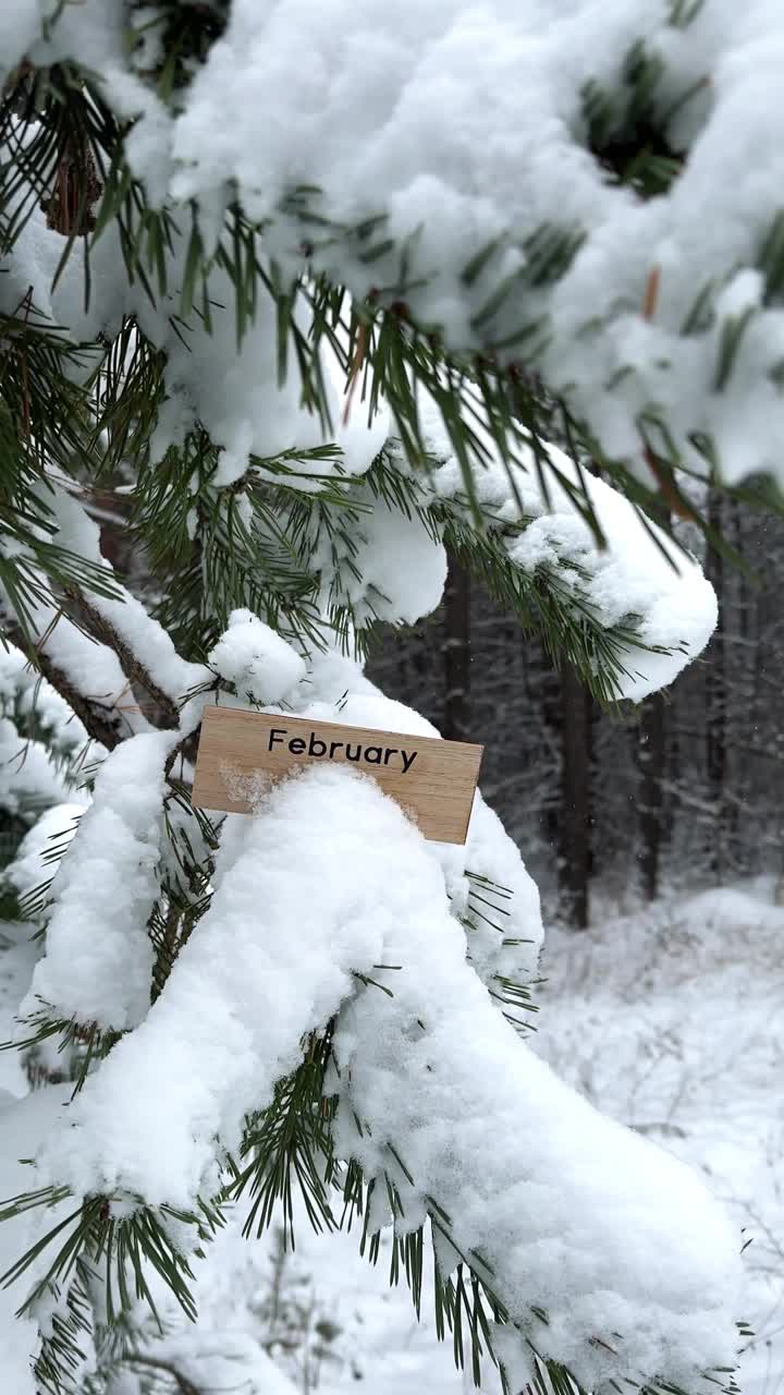 2月的木牌竖在白雪覆盖的松树上视频下载