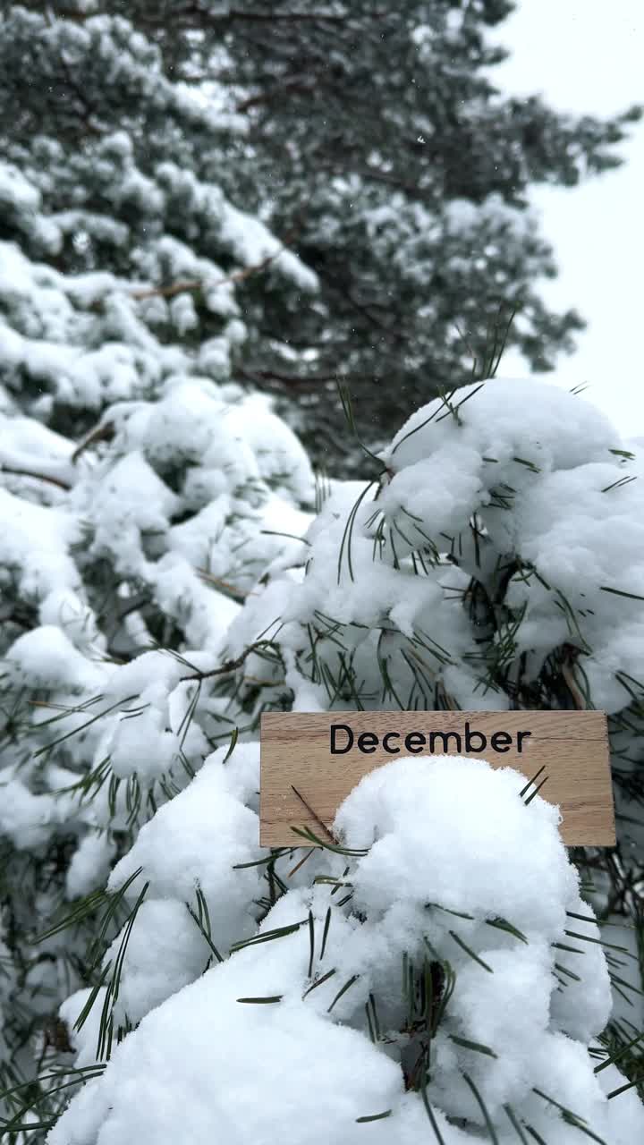 12月的木牌竖在白雪覆盖的松树上视频下载