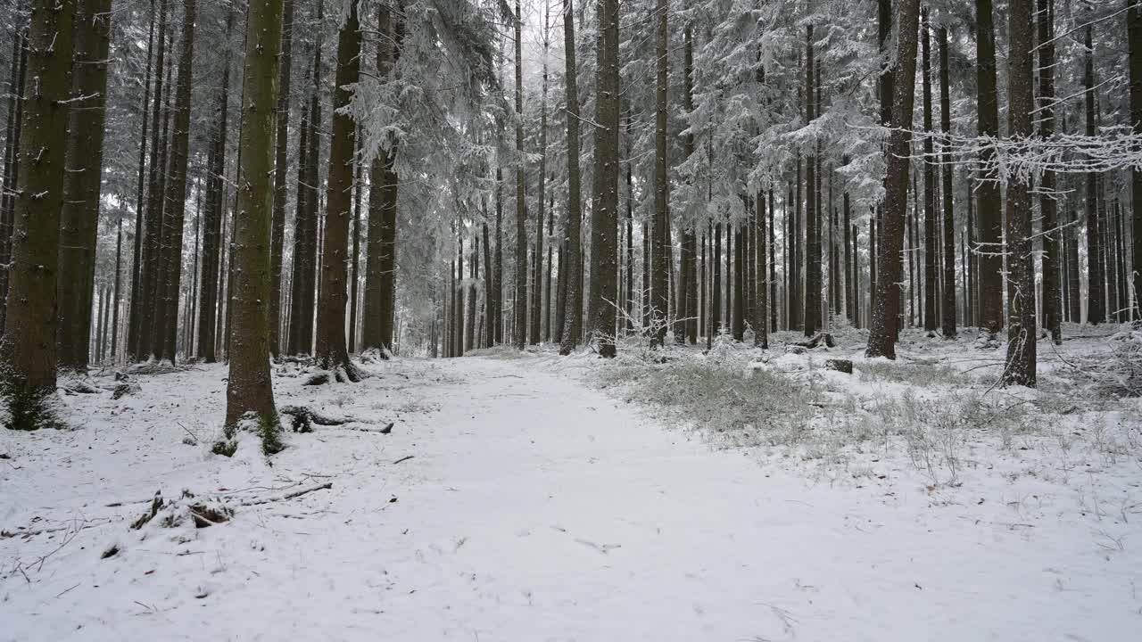 森林被冰雪覆盖，树干树木繁茂，冬季德国的霜冻景色，冬季气候和环境问题视频素材