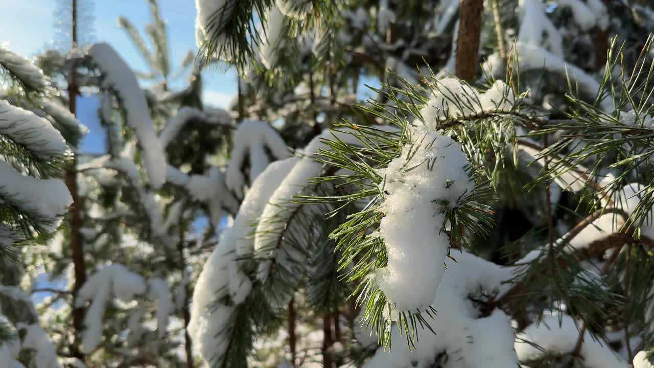 在晴朗寒冷的日子里，松树树枝上覆盖着雪视频下载