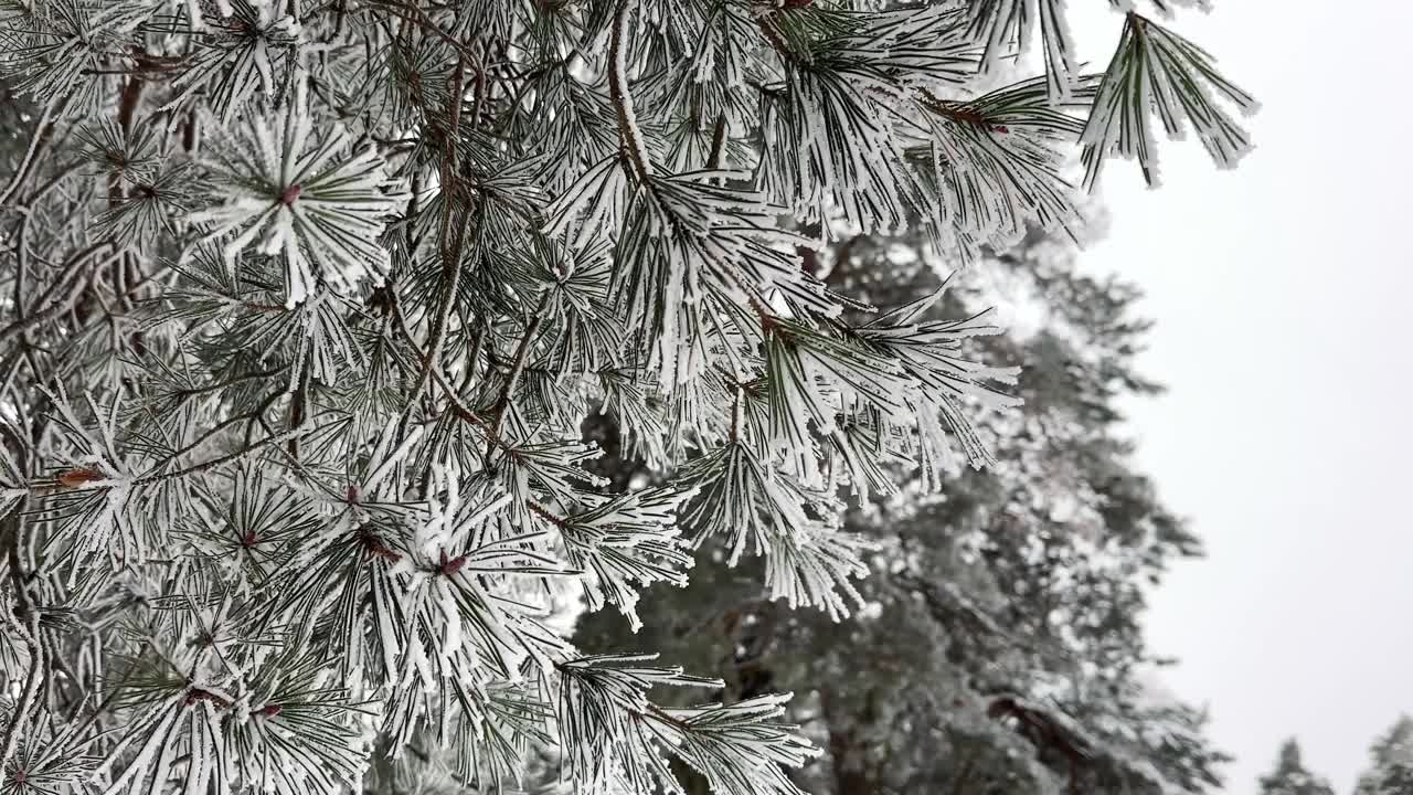 近距离冰冻的松树在风中摇摆视频下载