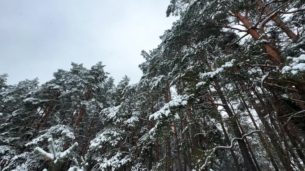 冬天下雪了，美丽的松林被白雪覆盖视频下载