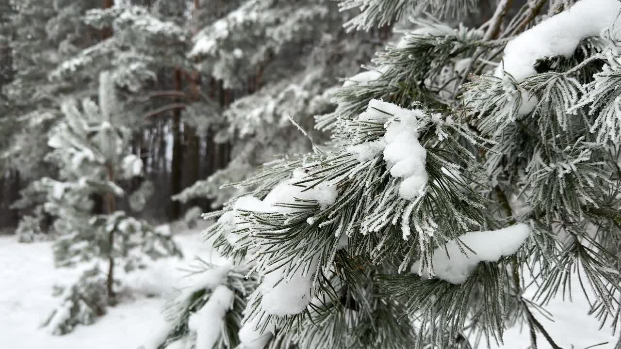 松树随风摇曳，寒假背景视频下载