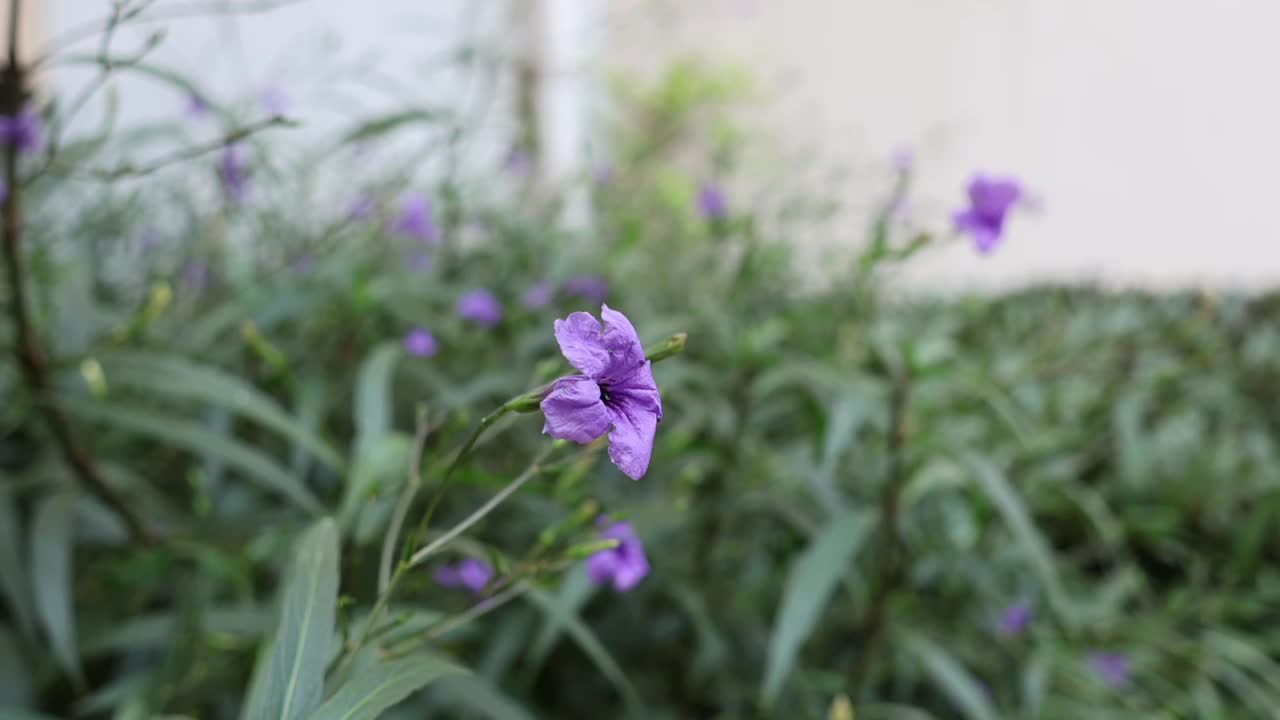 蜜蜂为紫色花朵授粉视频素材