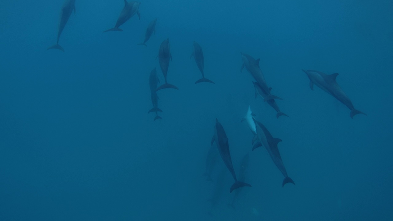 海豚家族在蓝色的海洋中水下游泳。野生海豚家族视频素材