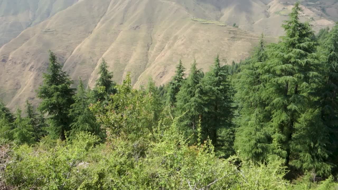 喜马拉雅山脉下部Shivalik山脉的山谷和山脊，前景中有松树。北阿坎德邦印度视频素材