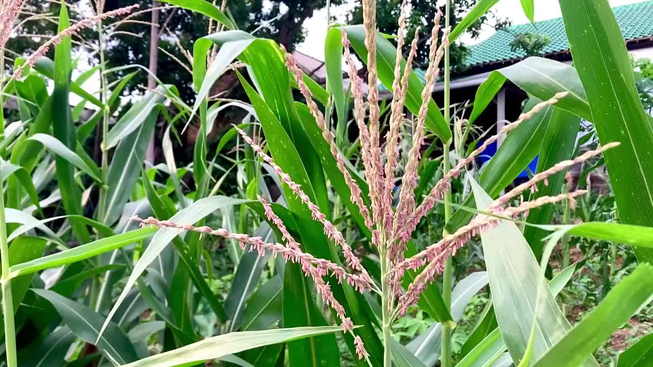 麦田里随风飘扬的玉米花视频下载