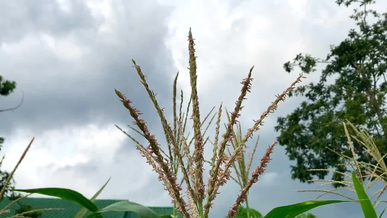 麦田里随风飘扬的玉米花视频下载