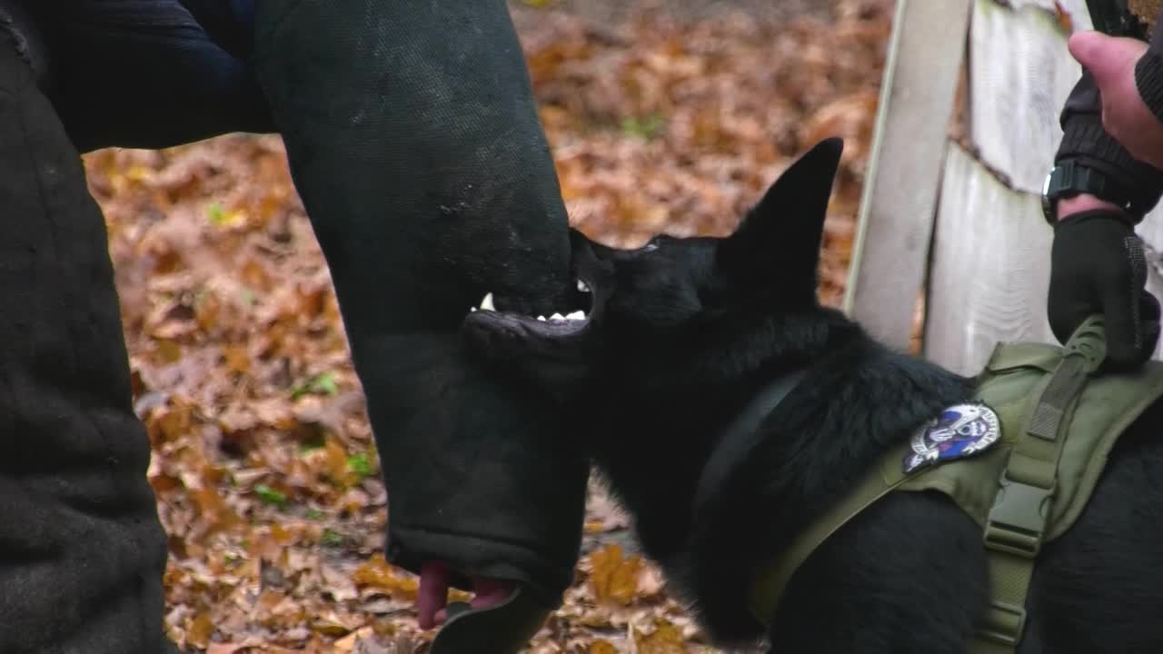 一只黑色的德国牧羊犬用牙齿咬住了一个虚构罪犯的衣袖。训练攻击犬。视频下载