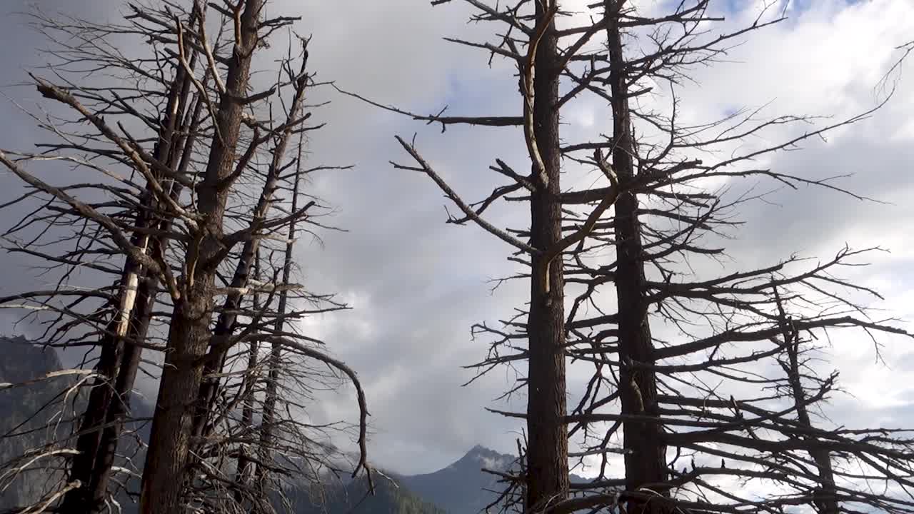 金纳尔山谷:印度喜马偕尔邦喜马拉雅山谷深处的Deodar森林。视频素材