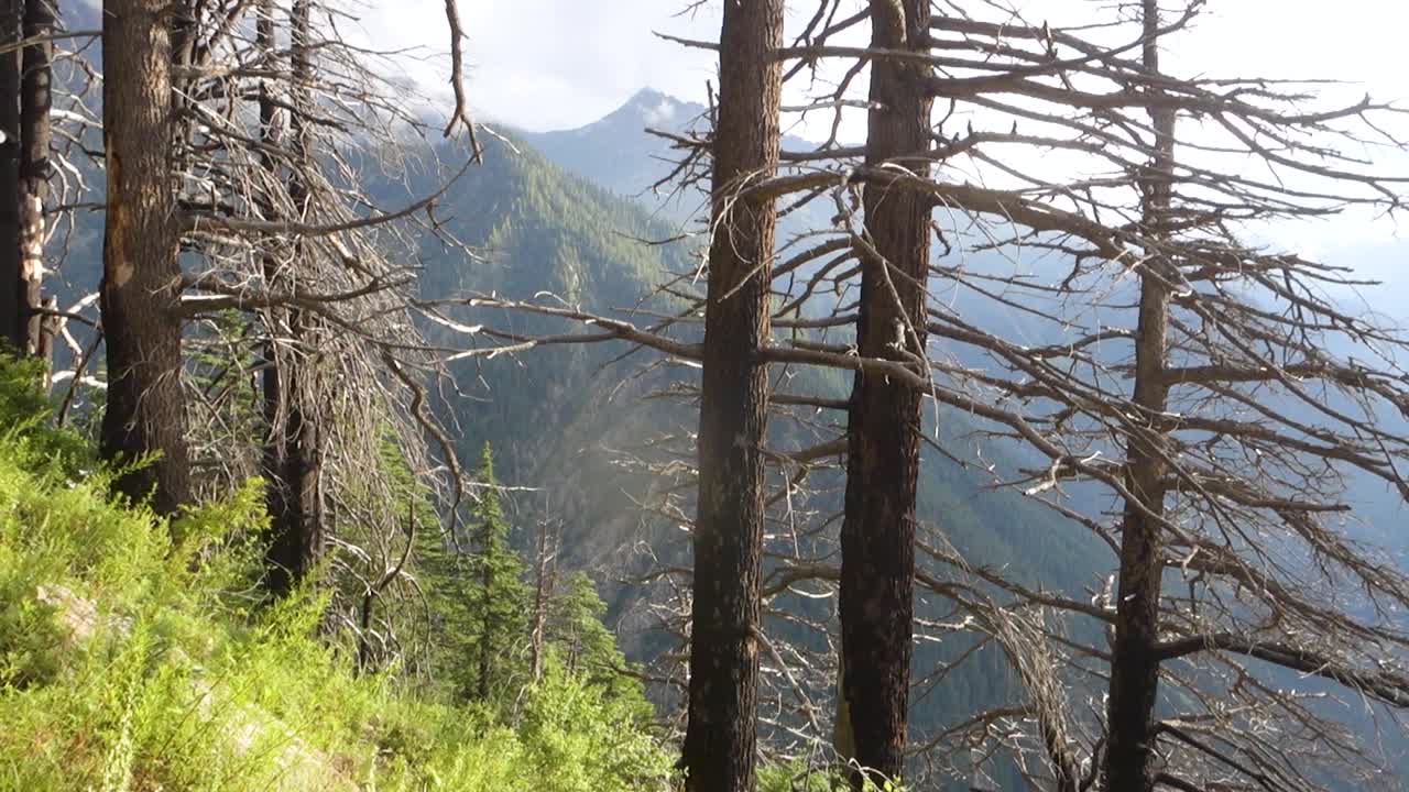 金纳尔山谷:印度喜马偕尔邦喜马拉雅山谷深处的Deodar森林。视频素材