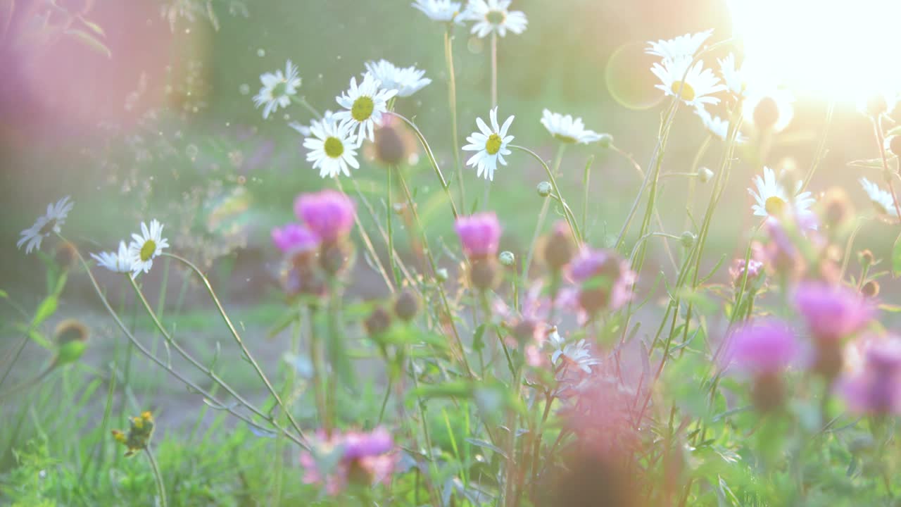 草地上的野花特写视频素材