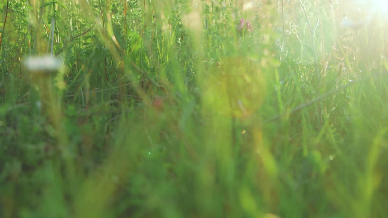 草地上的野花特写视频素材