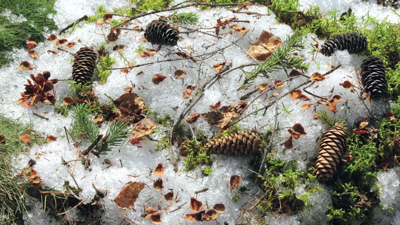 春林中积雪融化的过程视频下载