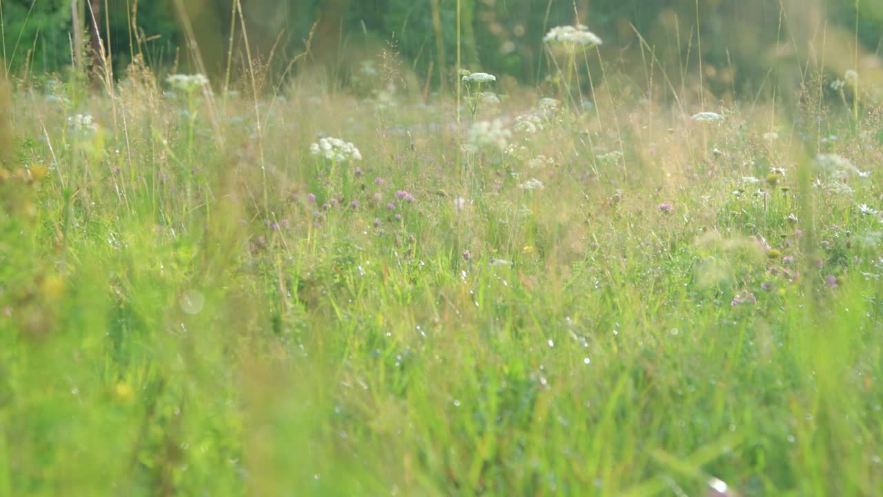 温暖的夏雨洒在开花的草地上视频素材