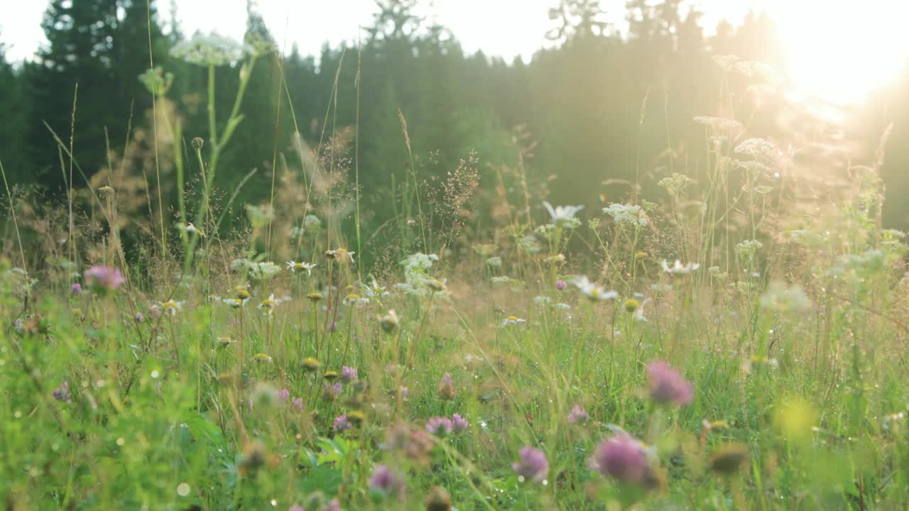 草地上的野花特写视频下载