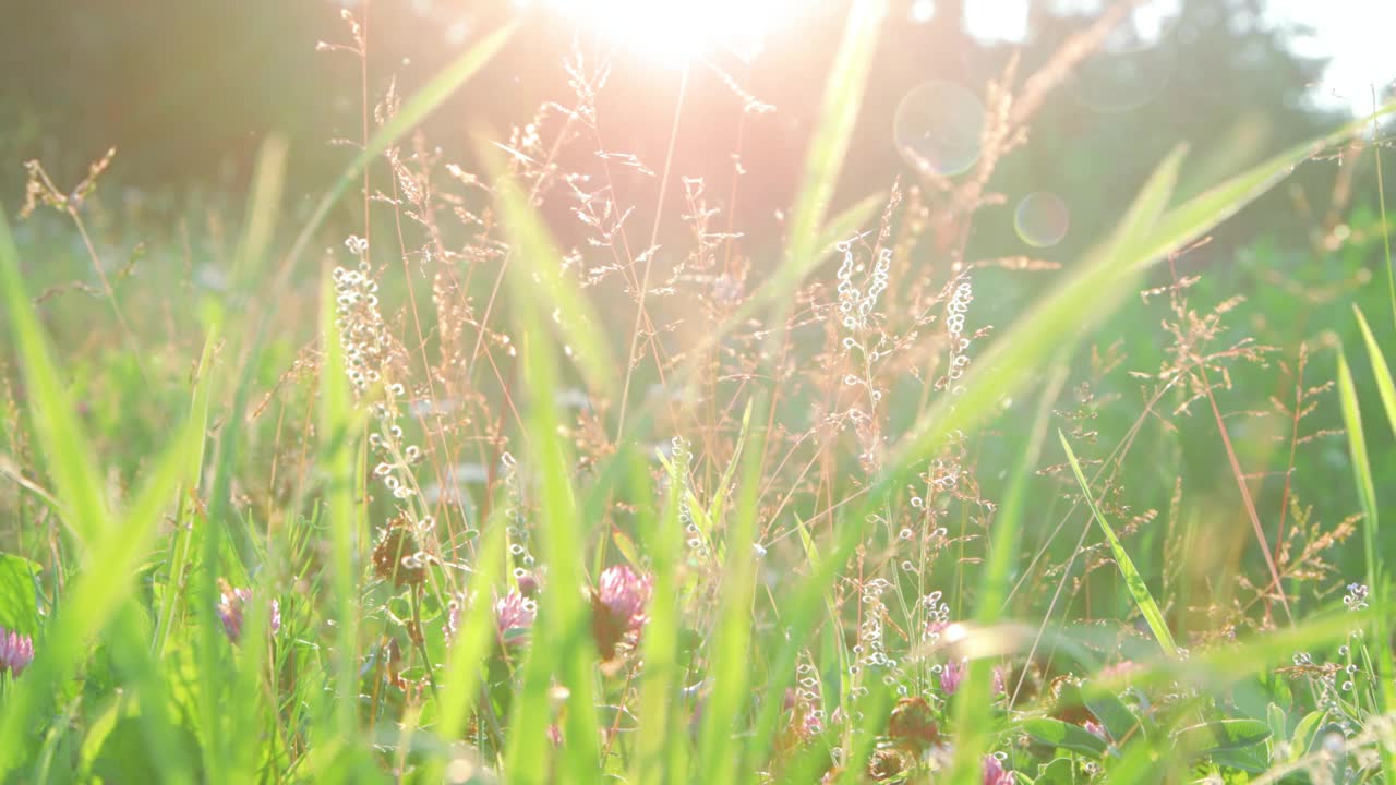 草地上的野花特写视频下载